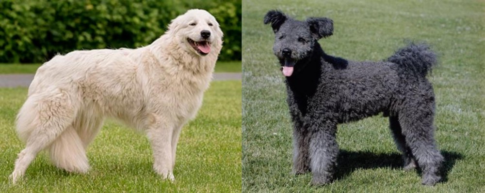 Pumi vs Maremma Sheepdog - Breed Comparison