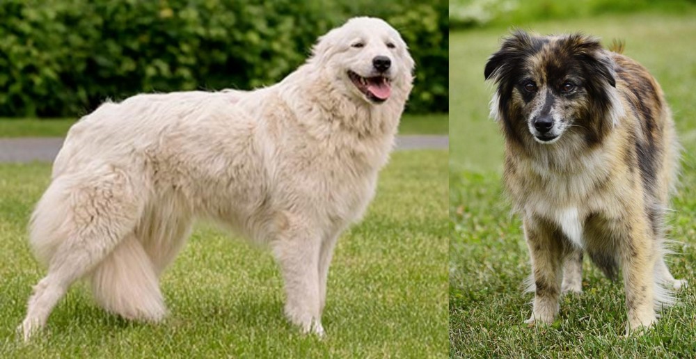 Pyrenean Shepherd vs Maremma Sheepdog - Breed Comparison