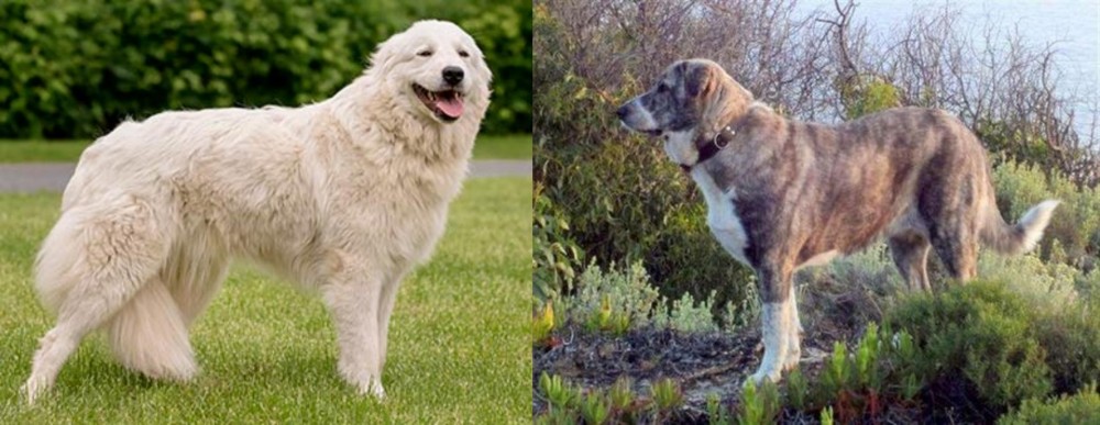 Rafeiro do Alentejo vs Maremma Sheepdog - Breed Comparison