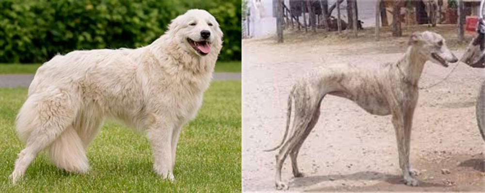 Rampur Greyhound vs Maremma Sheepdog - Breed Comparison