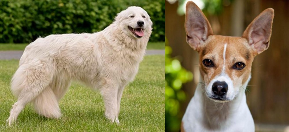 Rat Terrier vs Maremma Sheepdog - Breed Comparison