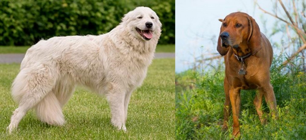 Redbone Coonhound vs Maremma Sheepdog - Breed Comparison