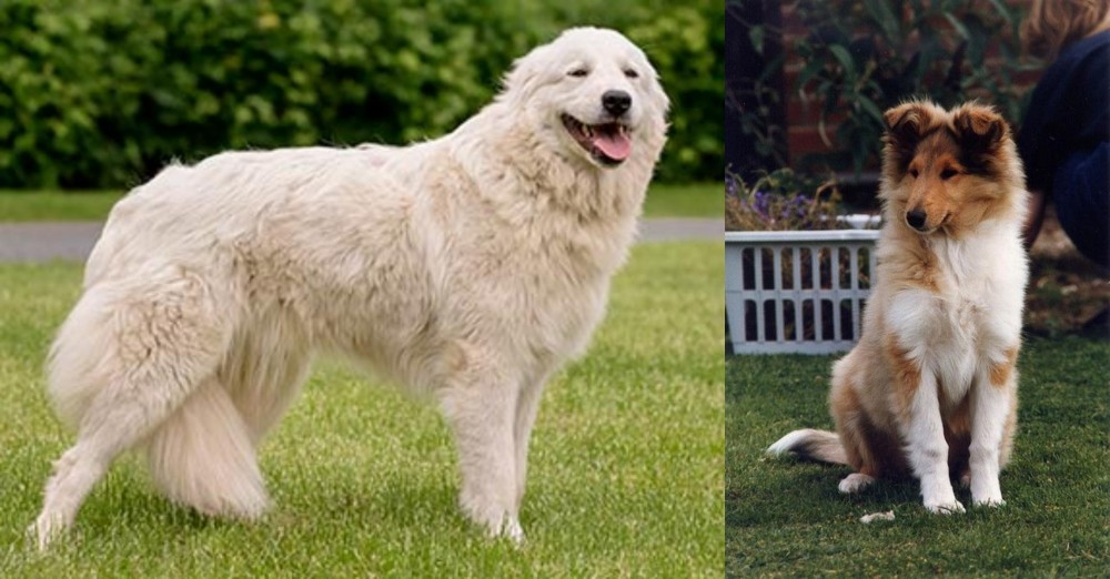 Rough Collie vs Maremma Sheepdog - Breed Comparison