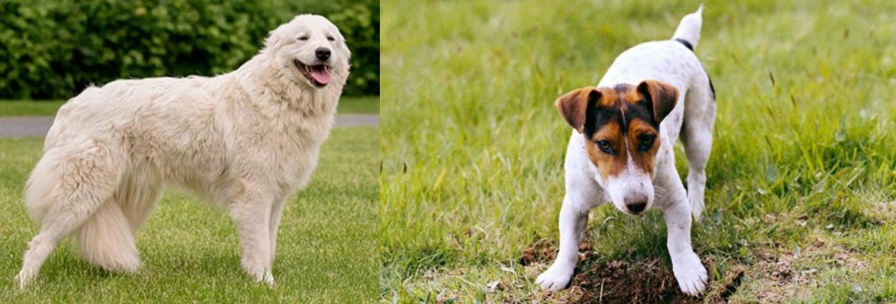 Russell Terrier vs Maremma Sheepdog - Breed Comparison