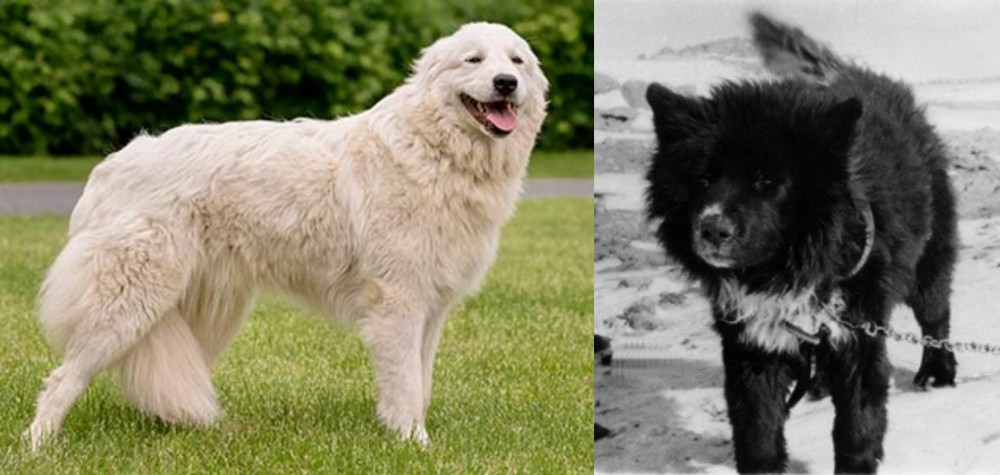 Sakhalin Husky vs Maremma Sheepdog - Breed Comparison