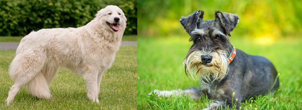 Schnauzer vs Maremma Sheepdog - Breed Comparison