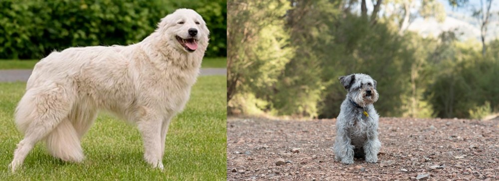 Schnoodle vs Maremma Sheepdog - Breed Comparison