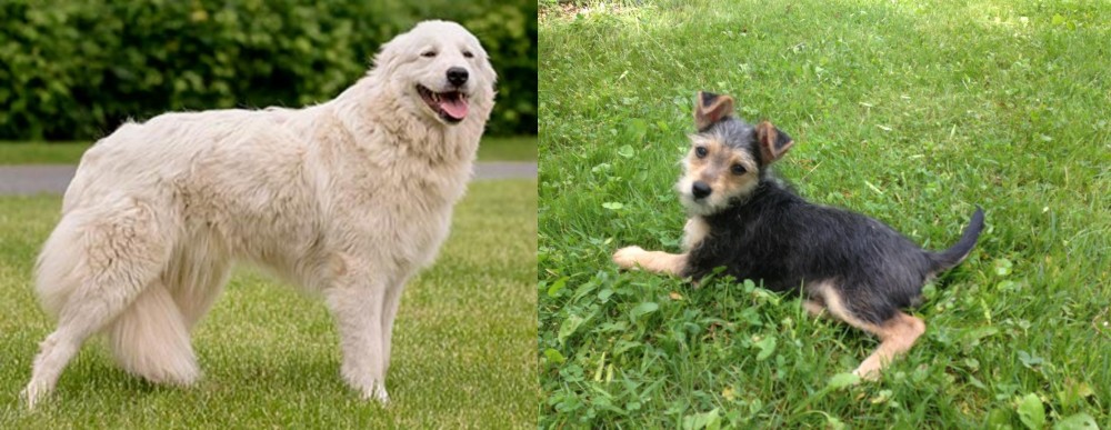 Schnorkie vs Maremma Sheepdog - Breed Comparison