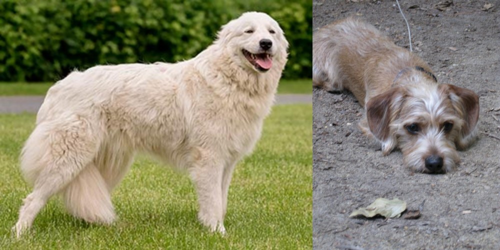 Schweenie vs Maremma Sheepdog - Breed Comparison