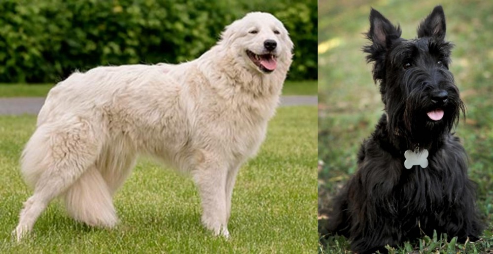 Scoland Terrier vs Maremma Sheepdog - Breed Comparison