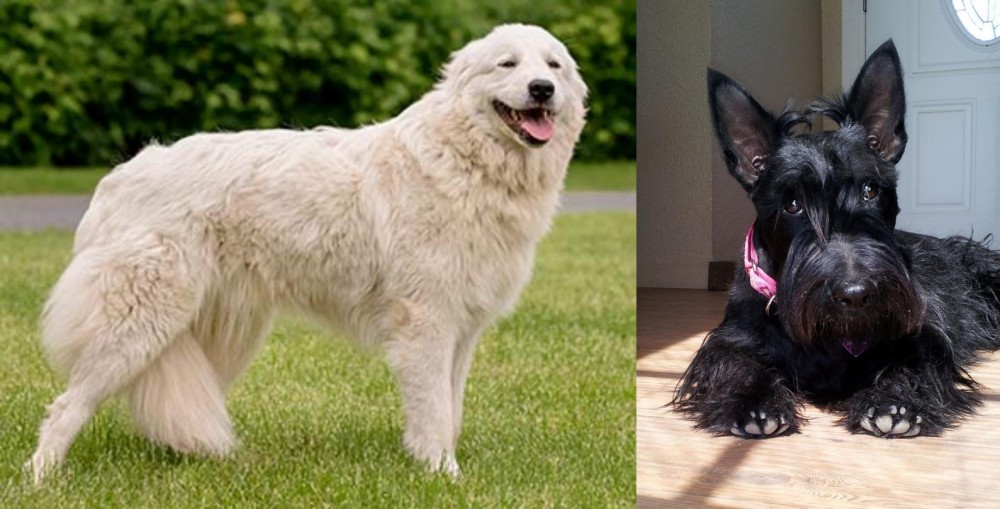 Scottish Terrier vs Maremma Sheepdog - Breed Comparison