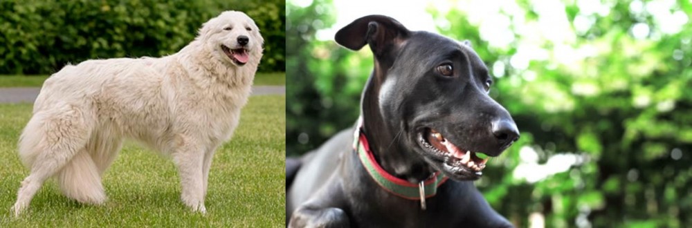 Shepard Labrador vs Maremma Sheepdog - Breed Comparison