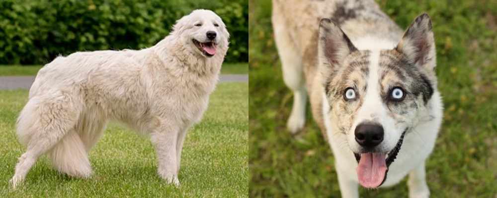 Shepherd Husky vs Maremma Sheepdog - Breed Comparison