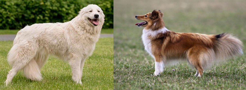 Shetland Sheepdog vs Maremma Sheepdog - Breed Comparison
