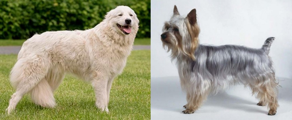 Silky Terrier vs Maremma Sheepdog - Breed Comparison