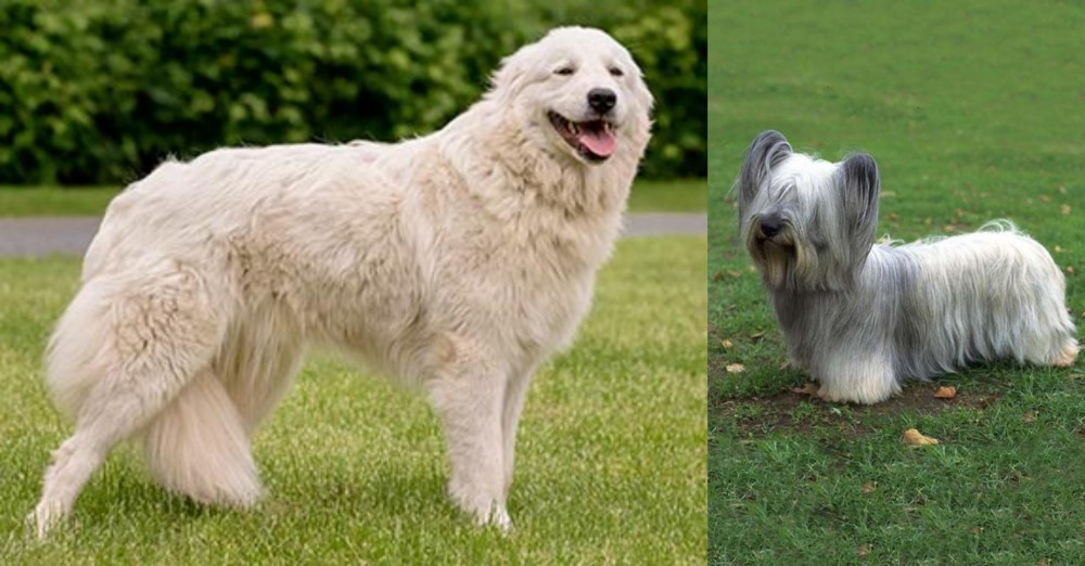 Skye Terrier vs Maremma Sheepdog - Breed Comparison