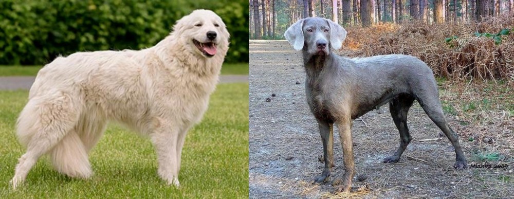 Slovensky Hrubosrsty Stavac vs Maremma Sheepdog - Breed Comparison
