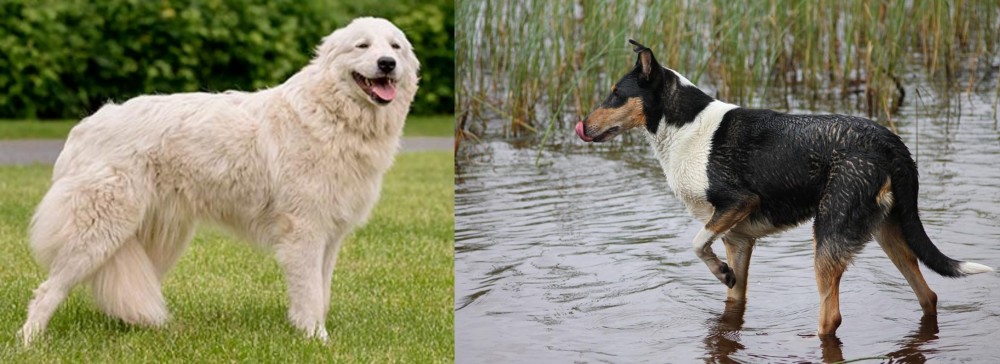 Smooth Collie vs Maremma Sheepdog - Breed Comparison
