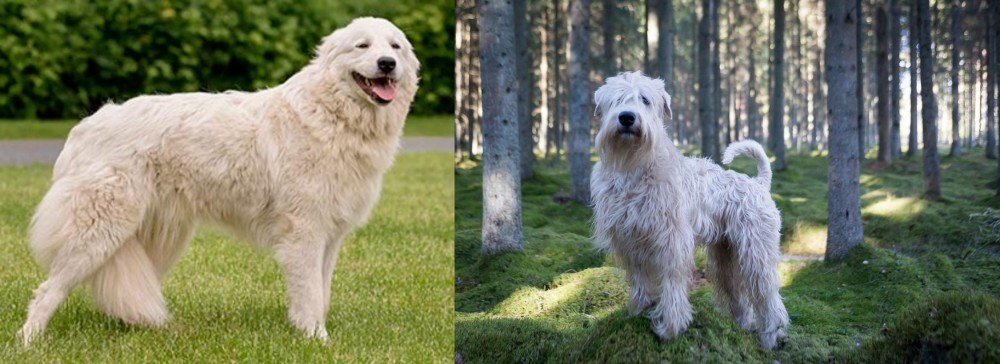 Soft-Coated Wheaten Terrier vs Maremma Sheepdog - Breed Comparison