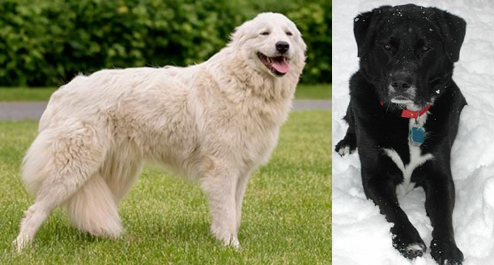 St. John's Water Dog vs Maremma Sheepdog - Breed Comparison