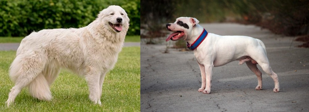 Staffordshire Bull Terrier vs Maremma Sheepdog - Breed Comparison