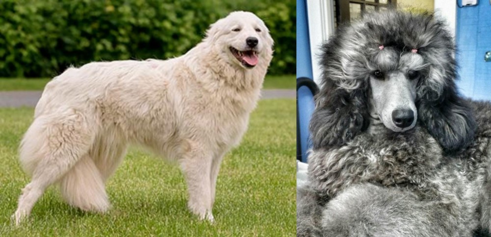 Standard Poodle vs Maremma Sheepdog - Breed Comparison