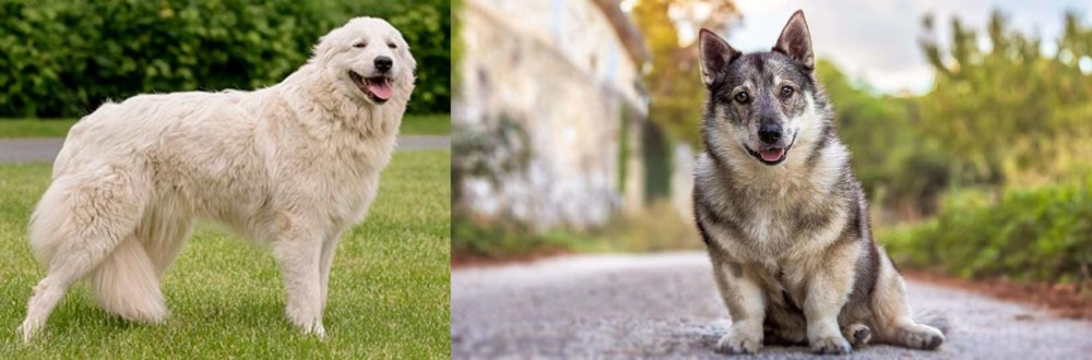 Swedish Vallhund vs Maremma Sheepdog - Breed Comparison