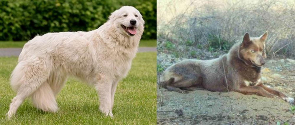 Tahltan Bear Dog vs Maremma Sheepdog - Breed Comparison
