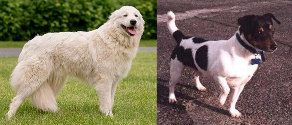 Teddy Roosevelt Terrier vs Maremma Sheepdog - Breed Comparison