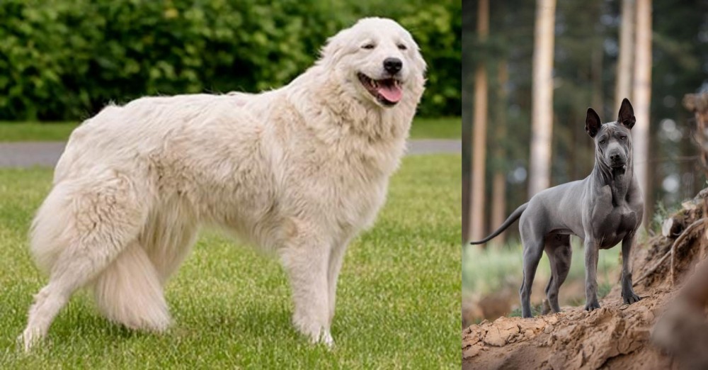 Thai Ridgeback vs Maremma Sheepdog - Breed Comparison