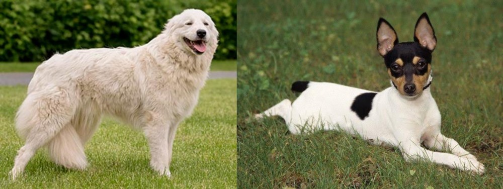 Toy Fox Terrier vs Maremma Sheepdog - Breed Comparison