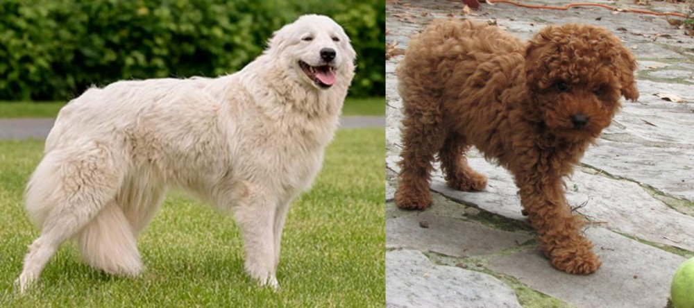 Toy Poodle vs Maremma Sheepdog - Breed Comparison