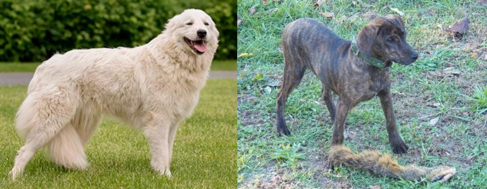 Treeing Cur vs Maremma Sheepdog - Breed Comparison