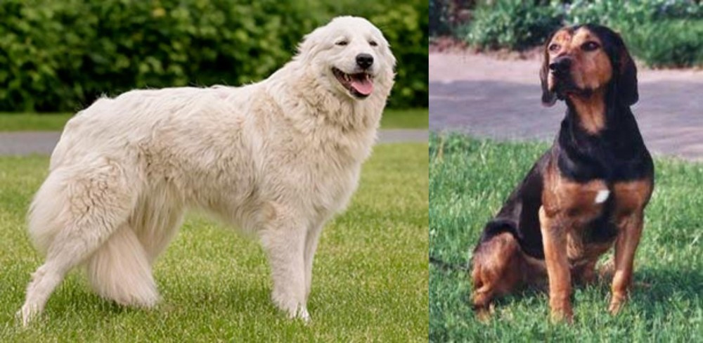 Tyrolean Hound vs Maremma Sheepdog - Breed Comparison