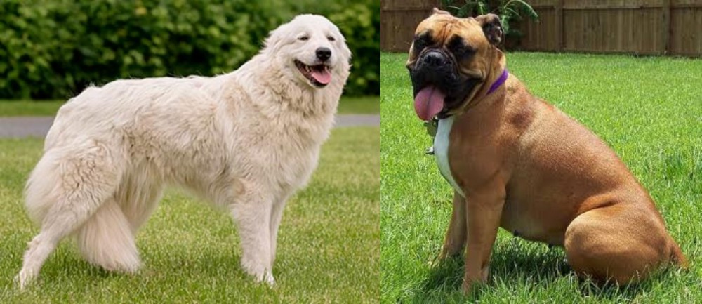 Valley Bulldog vs Maremma Sheepdog - Breed Comparison