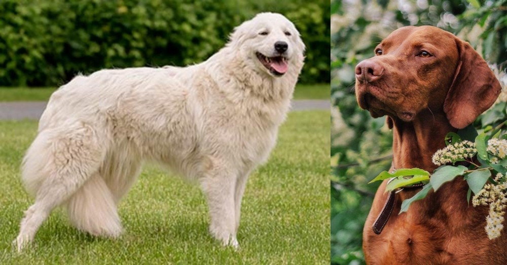Vizsla vs Maremma Sheepdog - Breed Comparison