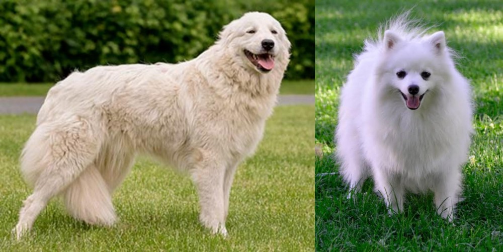 Volpino Italiano vs Maremma Sheepdog - Breed Comparison