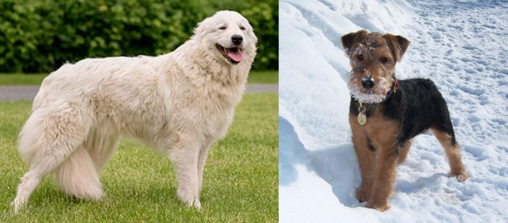 Welsh Terrier vs Maremma Sheepdog - Breed Comparison