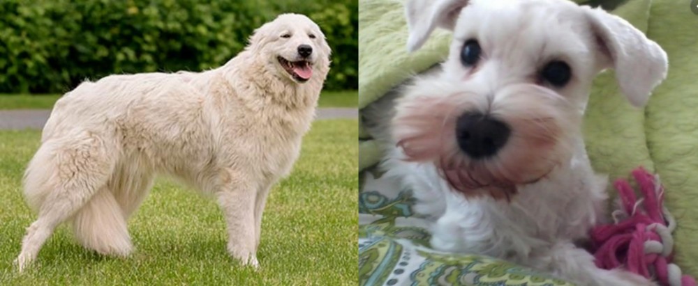 White Schnauzer vs Maremma Sheepdog - Breed Comparison