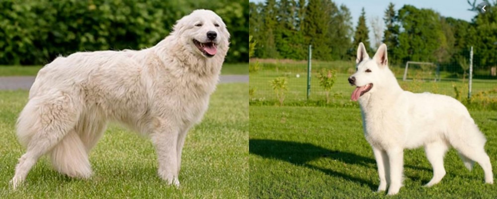 White Shepherd vs Maremma Sheepdog - Breed Comparison