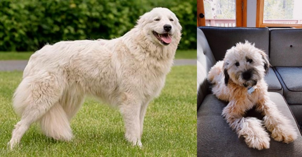 Whoodles vs Maremma Sheepdog - Breed Comparison