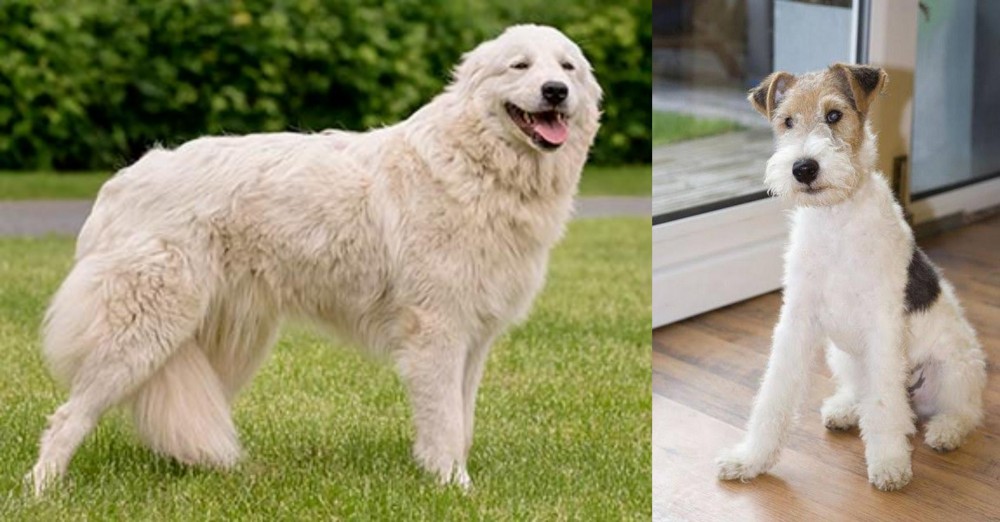 Wire Fox Terrier vs Maremma Sheepdog - Breed Comparison