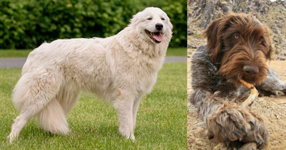 Wirehaired Pointing Griffon vs Maremma Sheepdog - Breed Comparison