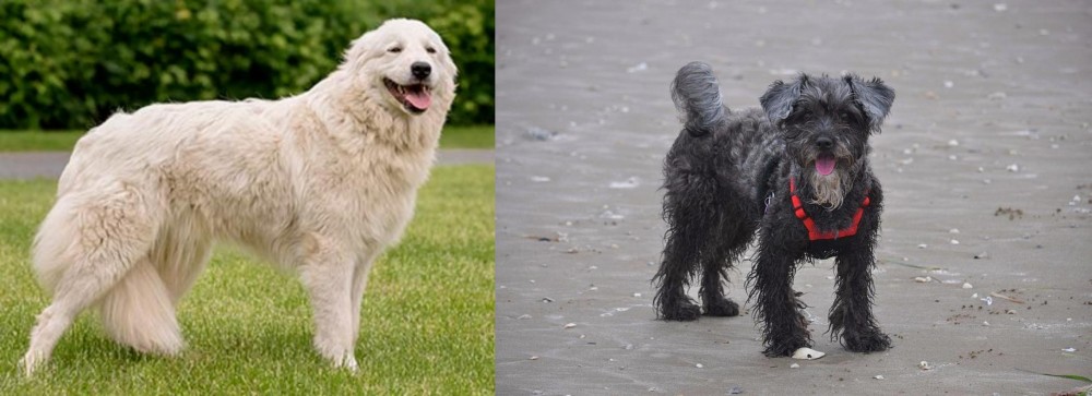 YorkiePoo vs Maremma Sheepdog - Breed Comparison