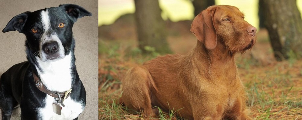 Hungarian Wirehaired Vizsla vs McNab - Breed Comparison