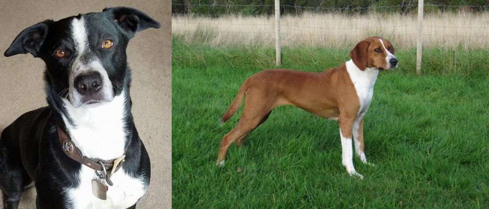 Hygenhund vs McNab - Breed Comparison