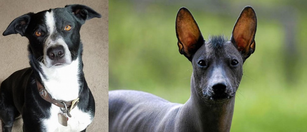 Mexican Hairless vs McNab - Breed Comparison