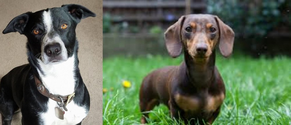 Miniature Dachshund vs McNab - Breed Comparison