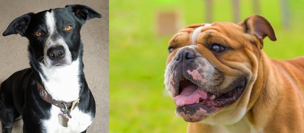 Miniature English Bulldog vs McNab - Breed Comparison