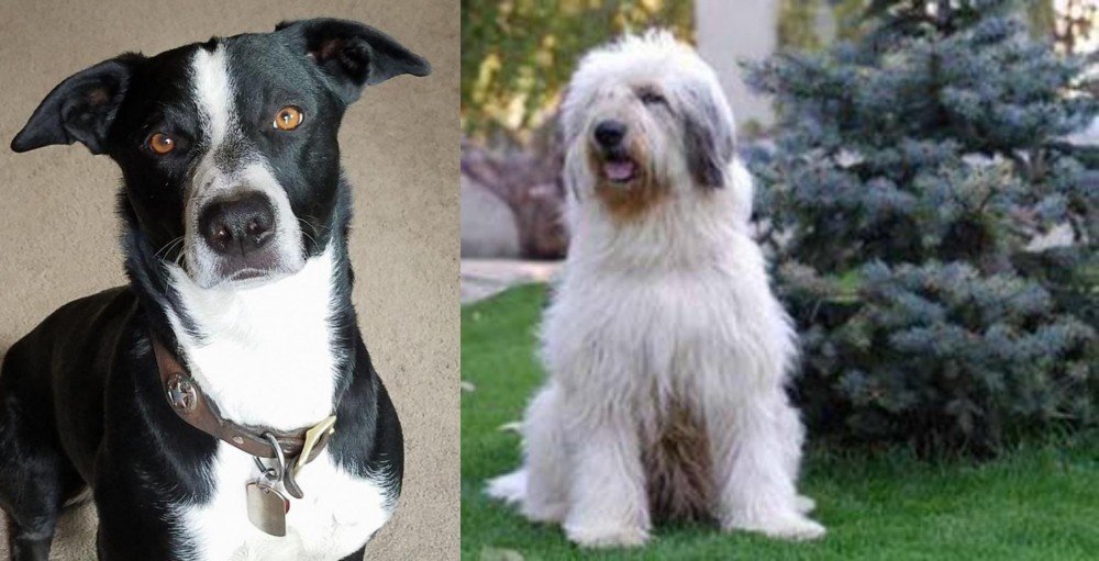 Mioritic Sheepdog vs McNab - Breed Comparison